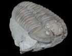 Flexicalymene Trilobite - Ohio #40737-1